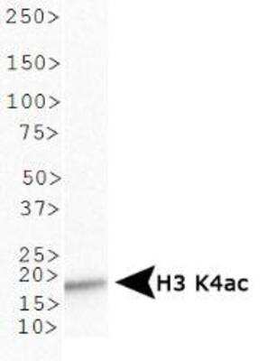 Western Blot: Histone H3 [ac Lys4] AntibodyBSA Free [NB21-1024]